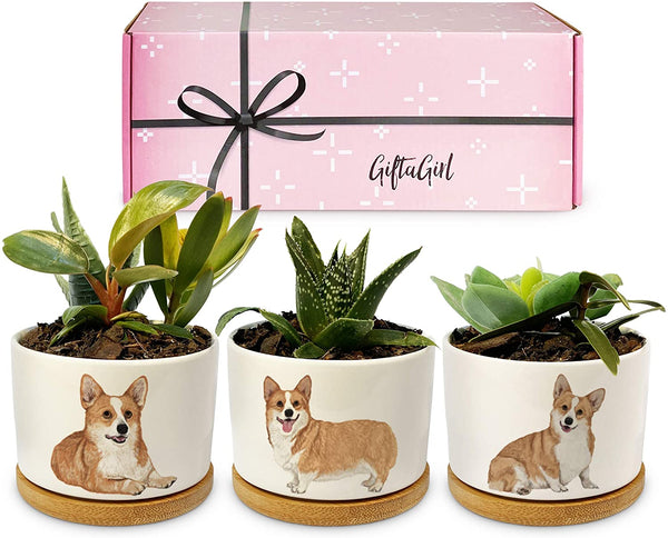 Three White Planters with Corgi's