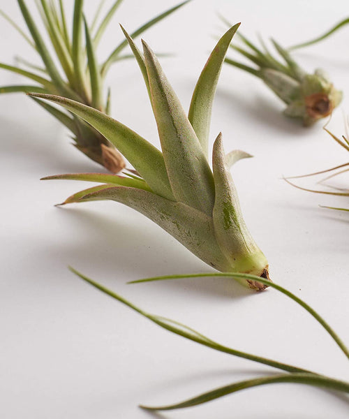 Air Plant Assortment Packs