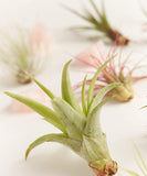 Air Plant Assortment Packs