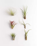 Air Plant Assortment Packs