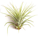 Air Plant Assortment Packs